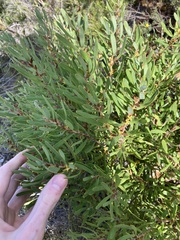Persoonia comata