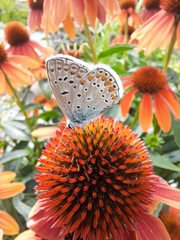 Polyommatus icarus