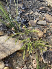 Darwinia helichrysoides