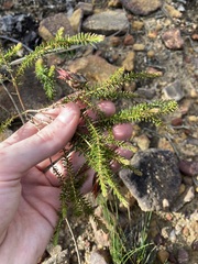 Darwinia helichrysoides
