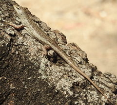 Lamprolepis smaragdina