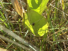 Phylloscelis atra
