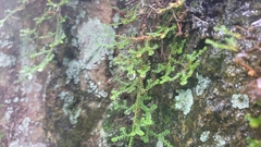 Selaginella rossii