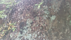 Selaginella rossii
