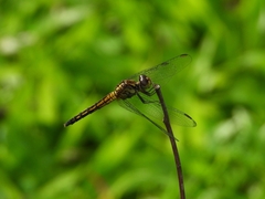 Indothemis limbata