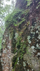 Selaginella rossii