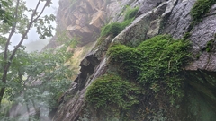 Selaginella rossii