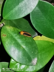 Lampyridae