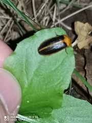 Lampyridae