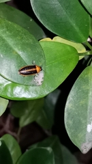 Lampyridae
