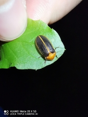 Lampyridae