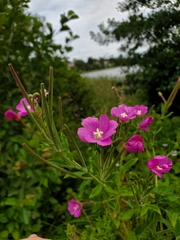Epilobium hirsutum