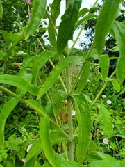 Epilobium hirsutum