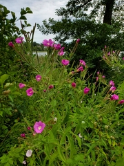 Epilobium hirsutum