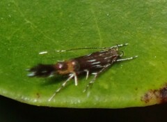 Cosmopterix macrula