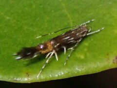 Cosmopterix macrula