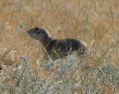 Spermophilus erythrogenys