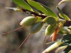 Styphelia triflora