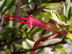 Styphelia triflora