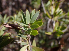 Styphelia triflora