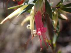 Styphelia triflora