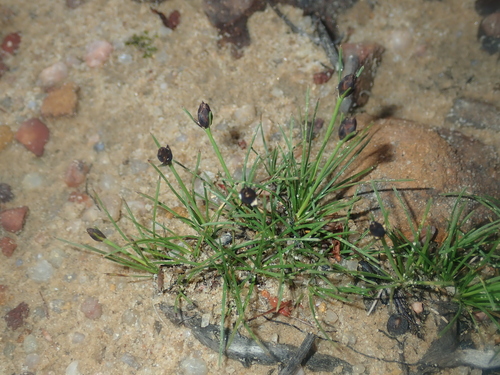 Borya scirpoidea (Borya scirpoidea)