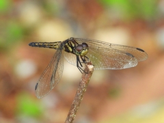 Indothemis limbata