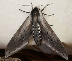 Sphinx perelegans