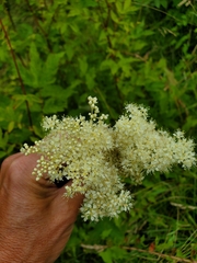 Filipendula ulmaria