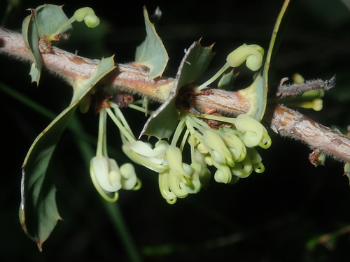 Harsh Hakea