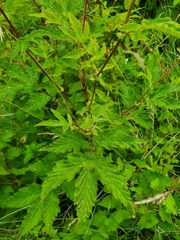 Filipendula ulmaria