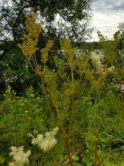 Filipendula ulmaria