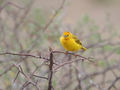 Ploceus castaneiceps