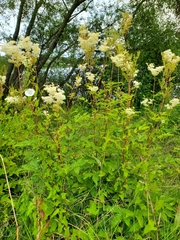 Filipendula ulmaria