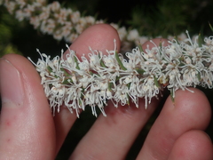 Hakea costata