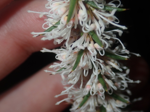 Image of Hakea costata by (c) Thomas Mesaglio, some rights reserved (CC BY)