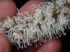 Hakea costata