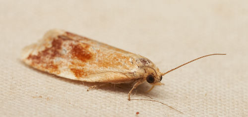 iNaturalist observation photo of Tortricine Leafroller Moths