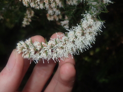 Hakea costata
