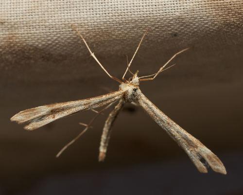 iNaturalist observation photo of Pterophorinae