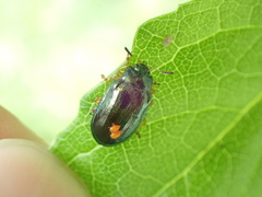 Plagiosterna formosana