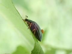 Plagiosterna formosana
