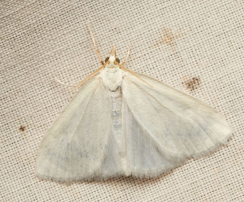 iNaturalist observation photo of Butterflies and Moths