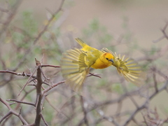 Ploceus castaneiceps