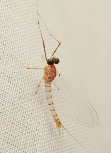 iNaturalist observation photo of Stream Mayflies