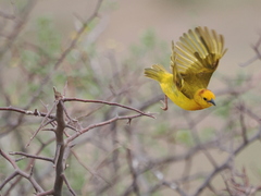 Ploceus castaneiceps