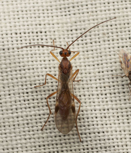 iNaturalist observation photo of Braconid Wasps