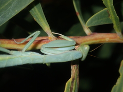 Trachymantis dentifrons