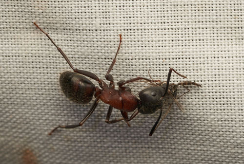 iNaturalist observation photo of Bicolored Carpenter Ant