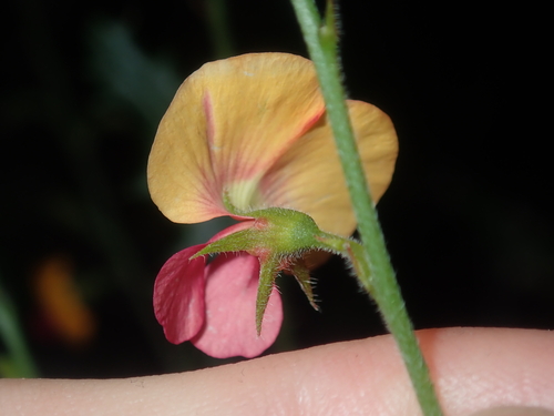 Image of Chorizema cordatum by (c) Thomas Mesaglio, some rights reserved (CC BY)
